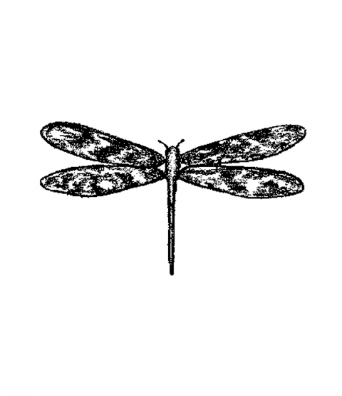 Dragonfly Wood Mount Stamp G2-10118F