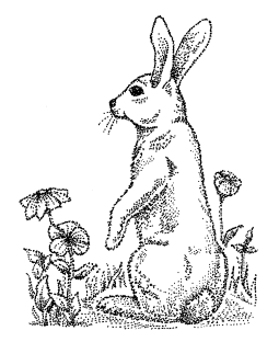 Curious Rabbit Wood Mount Stamp K2-0562H