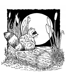 Moonlight Raccoon Wood Mount Stamp P1-10471K